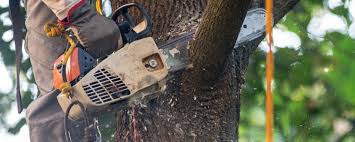 Best Storm Damage Tree Cleanup  in Whetstone, AZ