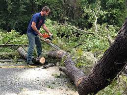 How Our Tree Care Process Works  in  Whetstone, AZ