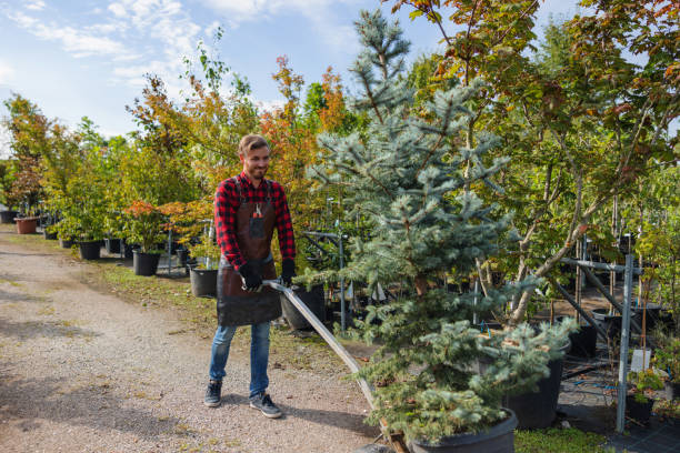 Best Emergency Tree Removal  in Whetstone, AZ