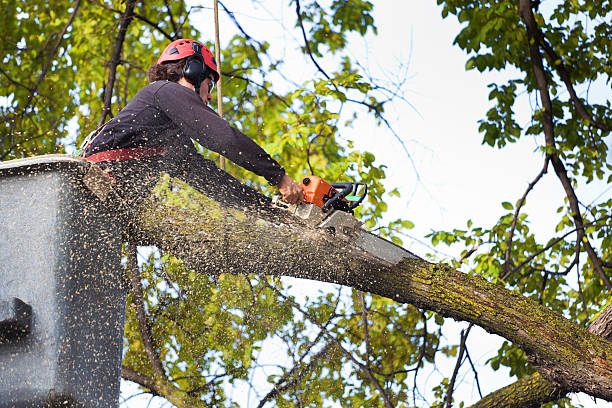 Best Tree and Shrub Care  in Whetstone, AZ